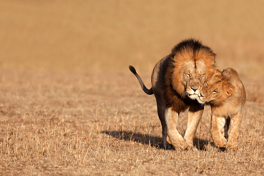 Animais podem ter problemas por cruzarem entre parentes?