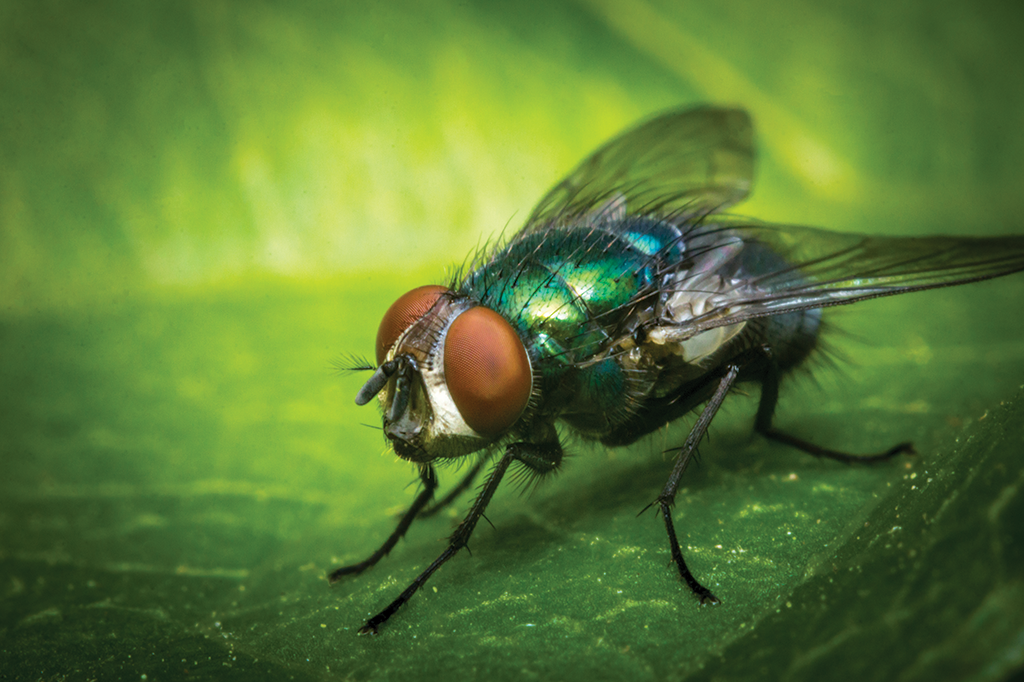 A mosca-varejeira é perigosa?