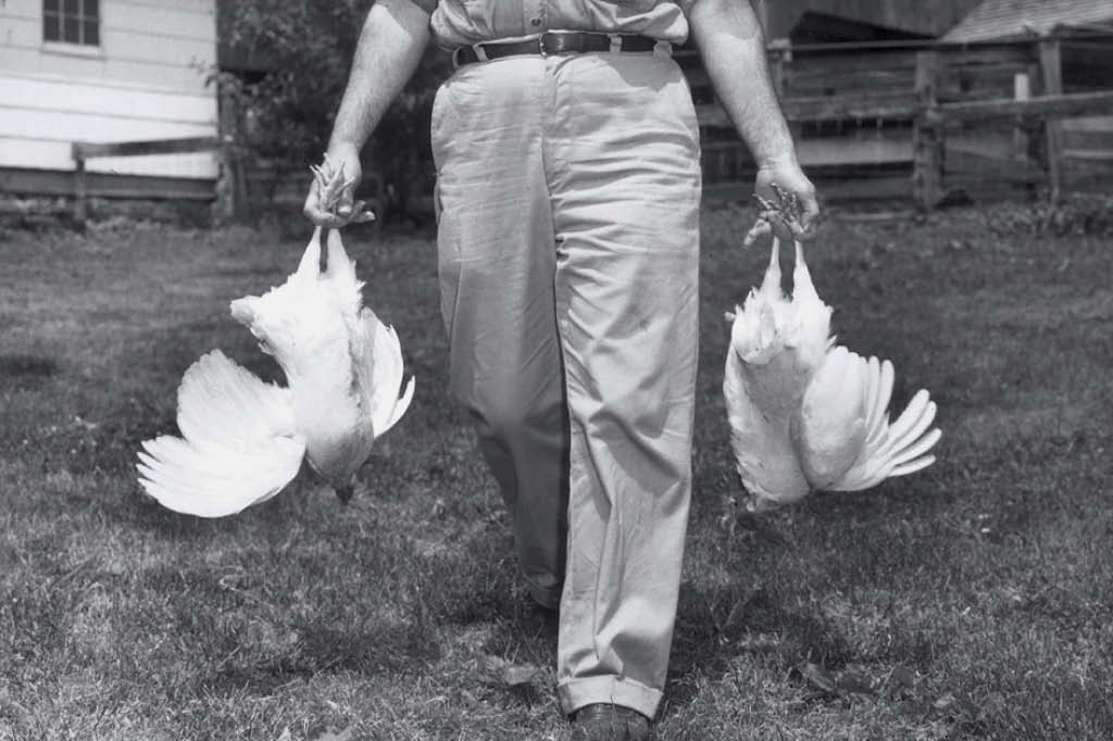 Dever&iacute;amos parar de comer carne? Frangos