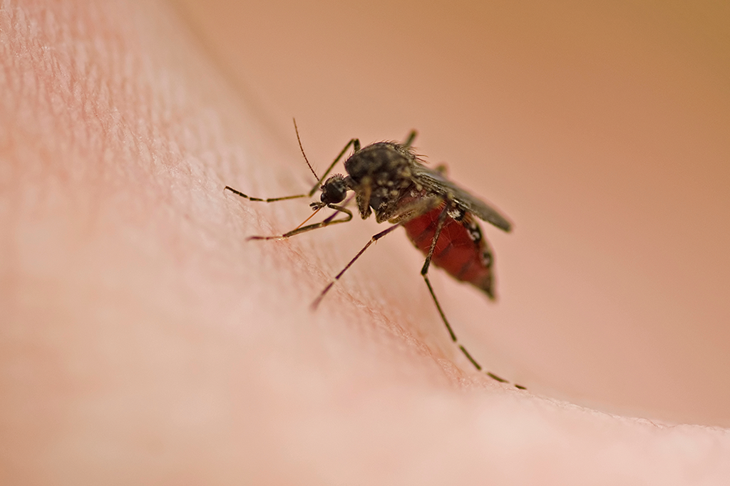 Cinco coisas que tornam você um ímã de mosquitos