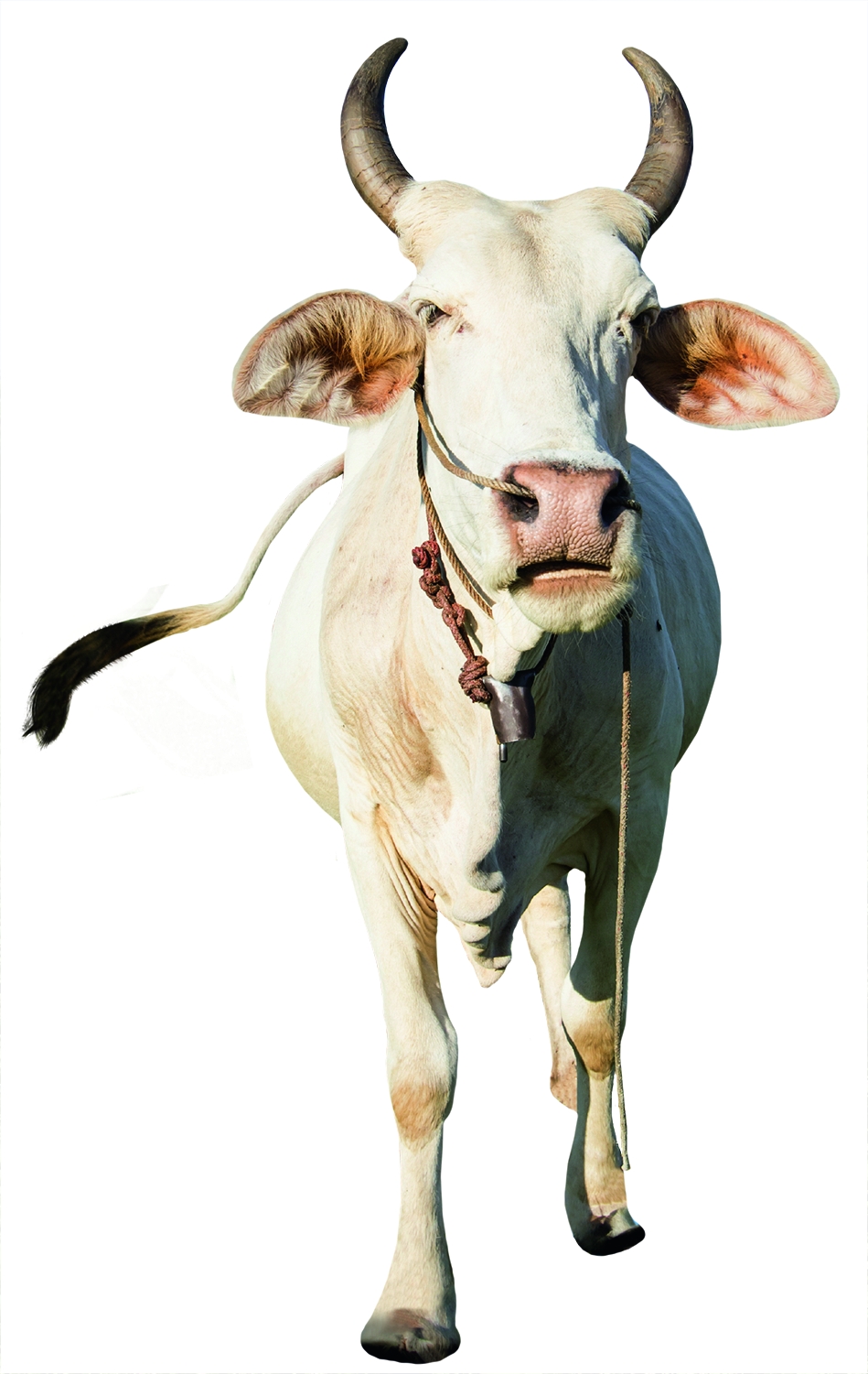 Sangue de boi tem poder