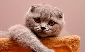 15 raças de gatos com características fora do comum