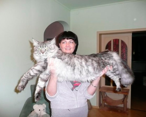 A maior raça de gatos do mundo é a <i>Maine Coon</i>, nativa dos Estados Unidos. Os gigantões chegam a medir cerca de um metro de comprimento e pesam de 6 a 11 kg, se forem machos, ou de 4,5 a 6,8 kg, no caso das fêmeas.