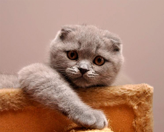 Não há nenhuma outra raça de gatos domésticos como a <i>Scottish Fold</i>. Originários da Escócia, como sugere o nome, eles são os únicos a terem orelha dobrada para frente - o que dá a esses bichanos um aspecto mais fofo. Não há nenhuma outra raça de gatos domésticos como a <i>Scottish Fold</i>. Originários da Escócia, como sugere o nome, eles são os únicos a terem orelha dobrada para frente - o que dá a esses bichanos um aspecto mais fofo.