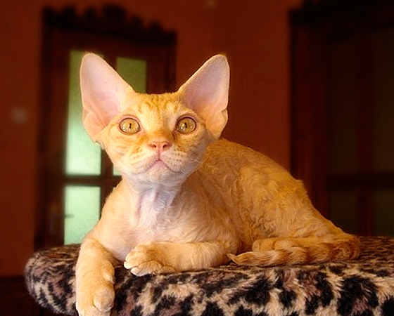 Com orelhas em pé e pelos curtos e ondulados, os gatos da raça <i>Devon Rex</i> têm, digamos assim, um aspecto bastante peculiar (eles são chamados de gatos aliens, para se ter uma ideia). Mas sua aparência logo se torna cativante, ainda mais porque esse felino inglês é um ótimo companheiro.