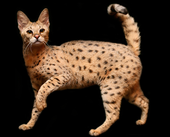 E por falar em gatos que se parecem com felinos maiores e selvagens, o <i>Savannah</i> é um ótimo exemplo. Na verdade, a raça é um cruzamento entre gato doméstico e o serval. Apesar da pele exótica herdada no animal selvagem, o comportamento dessa raça é totalmente dócil. E por falar em gatos que se parecem com felinos maiores e selvagens, o <i>Savannah</i> é um ótimo exemplo. Na verdade, a raça é um cruzamento entre gato doméstico e o serval. Apesar da pele exótica herdada no animal selvagem, o comportamento dessa raça é totalmente dócil.