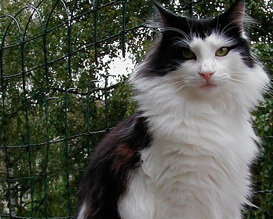 Para sobreviver ao intenso frio de seu local de origem, o gato <i>Norueguês da Floresta</i> possui abundância de pelos - o que o torna um verdadeiro cobertor vivo. Apesar de o nome remeter ao seu passado selvagem, essa raça é atualmente domesticada e dócil. Para sobreviver ao intenso frio de seu local de origem, o gato <i>Norueguês da Floresta</i> possui abundância de pelos - o que o torna um verdadeiro cobertor vivo. Apesar de o nome remeter ao seu passado selvagem, essa raça é atualmente domesticada e dócil.