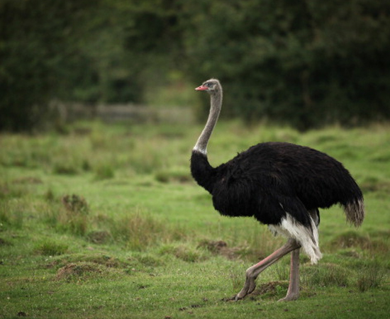 AVESTRUZ (Struthio camelus) - É a maior ave do mundo. Mede até 2,8 metros de altura. AVESTRUZ (Struthio camelus) - É a maior ave do mundo. Mede até 2,8 metros de altura.