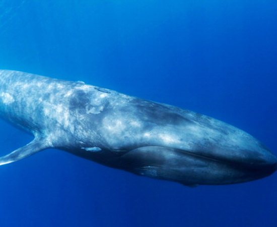 BALEIA-AZUL (Balaenoptera musculus) - É o maior animal do mundo. Pode chegar a 30 metros de comprimento e 180 toneladas.