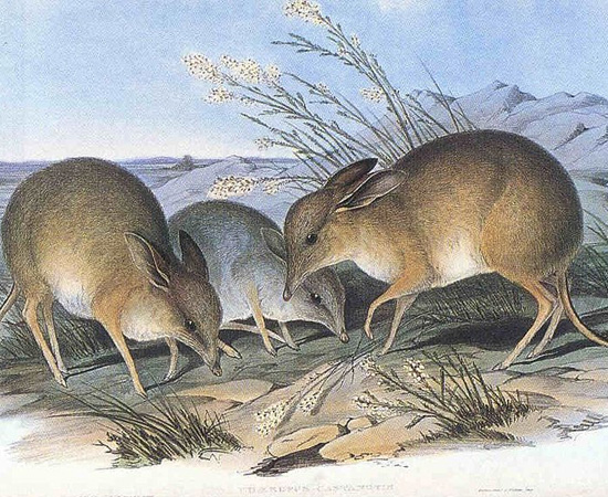 Bandicoot-pés-porco (Chaeropus ecaudatus) - extinto nos anos 1950. Bandicoot-pés-porco (Chaeropus ecaudatus) - extinto nos anos 1950.