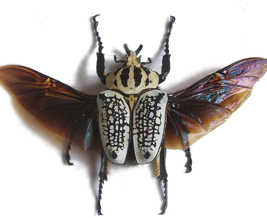 BESOURO GOLIATHUS GIGANTEUS - É o inseto mais pesado do mundo. Pode pesar até 100 g. BESOURO GOLIATHUS GIGANTEUS - É o inseto mais pesado do mundo. Pode pesar até 100 g.