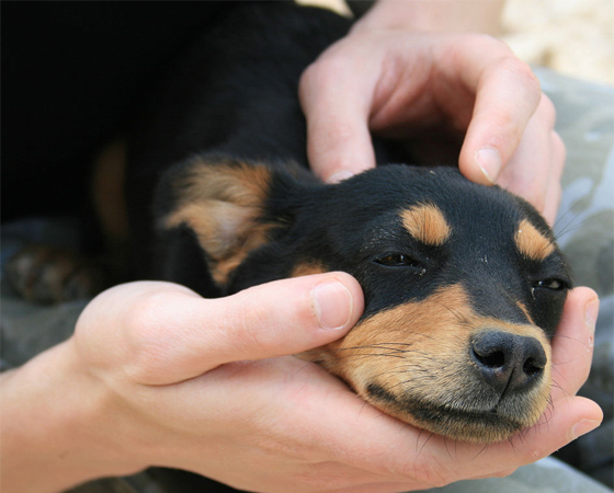 As sementes de maçã e de pera contêm arsênico, que pode ser fatal para os cães. Falando em cães, aquele focinho sempre molhado serve para ele coletar mais gotículas de odor dos elementos químicos do ar. As sementes de maçã e de pera contêm arsênico, que pode ser fatal para os cães. Falando em cães, aquele focinho sempre molhado serve para ele coletar mais gotículas de odor dos elementos químicos do ar.