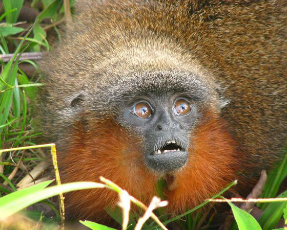 Caquetá titi (<i>Callicebus caquetensis</i>) - Em 2010, uma equipe de pesquisadores encontrou uma nova espécie de macaco: o Caquetá titi. Esse pequeno mamífero de barba ruiva foi localizado no sul da Colômbia, em meio à floresta amazônica. Segundo os cientistas, o animal corre risco de extinção, já que sua população é de cerca de 250 animais adultos. Caquetá titi (<i>Callicebus caquetensis</i>) - Em 2010, uma equipe de pesquisadores encontrou uma nova espécie de macaco: o Caquetá titi. Esse pequeno mamífero de barba ruiva foi localizado no sul da Colômbia, em meio à floresta amazônica. Segundo os cientistas, o animal corre risco de extinção, já que sua população é de cerca de 250 animais adultos.