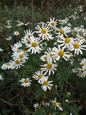 CRISÂNTEMOS <BR> CRISÂNTEMOS <BR>