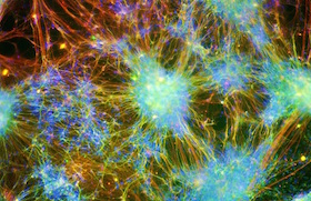 10 imagens incríveis de microscopia