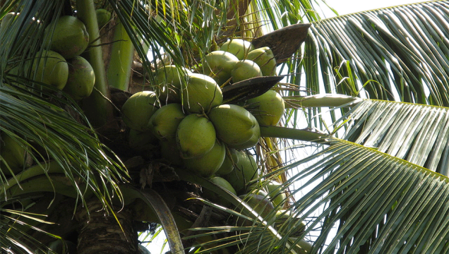 Coco Coco