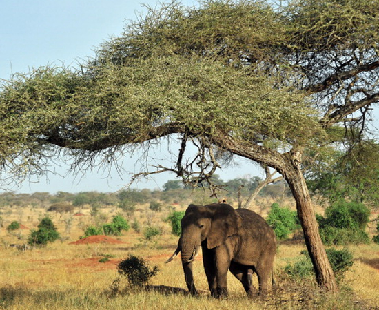 ELEFANTE AFRICANO (Loxodonta spp.) - É o maior mamífero terrestre do mundo. Chega a pesar 7 toneladas. ELEFANTE AFRICANO (Loxodonta spp.) - É o maior mamífero terrestre do mundo. Chega a pesar 7 toneladas.