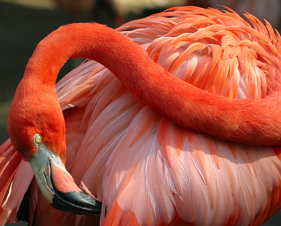 Um flamingo só consegue comer quando está virado de cabeça para baixo (oi??). É que o bico dessa ave é tão leve que flutua. E as suas comidas preferidas - algas - estão na superfície. Como o flamingo é pescoçudo, o jeito mais confortável é baixar o pescoço e ficar de ponta cabeça, como na foto. Um flamingo só consegue comer quando está virado de cabeça para baixo (oi??). É que o bico dessa ave é tão leve que flutua. E as suas comidas preferidas - algas - estão na superfície. Como o flamingo é pescoçudo, o jeito mais confortável é baixar o pescoço e ficar de ponta cabeça, como na foto.
