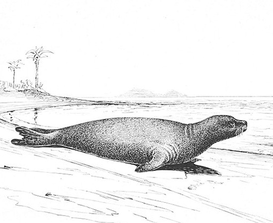 Foca-monge-do-caribe (Monachus tropicalis) - extinta em 1932. Foca-monge-do-caribe (Monachus tropicalis) - extinta em 1932.