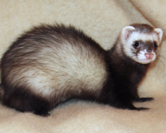 O prêmio de bicho mais preguiçoso, porém, fica com o furão, que dorme cerca de 20 horas por dia. Pelo menos eles aproveitam bem o tempo que passam acordados. A fêmea do furão pode até morrer se não acasalar (danadinha!). Quando no cio, o corpo excreta uma grande quantidade de hormônios que, se permanecerem no organismo por um tempo prolongado, pode levar a Dona Furona a uma anemia severa e fatal. O prêmio de bicho mais preguiçoso, porém, fica com o furão, que dorme cerca de 20 horas por dia. Pelo menos eles aproveitam bem o tempo que passam acordados. A fêmea do furão pode até morrer se não acasalar (danadinha!). Quando no cio, o corpo excreta uma grande quantidade de hormônios que, se permanecerem no organismo por um tempo prolongado, pode levar a Dona Furona a uma anemia severa e fatal.