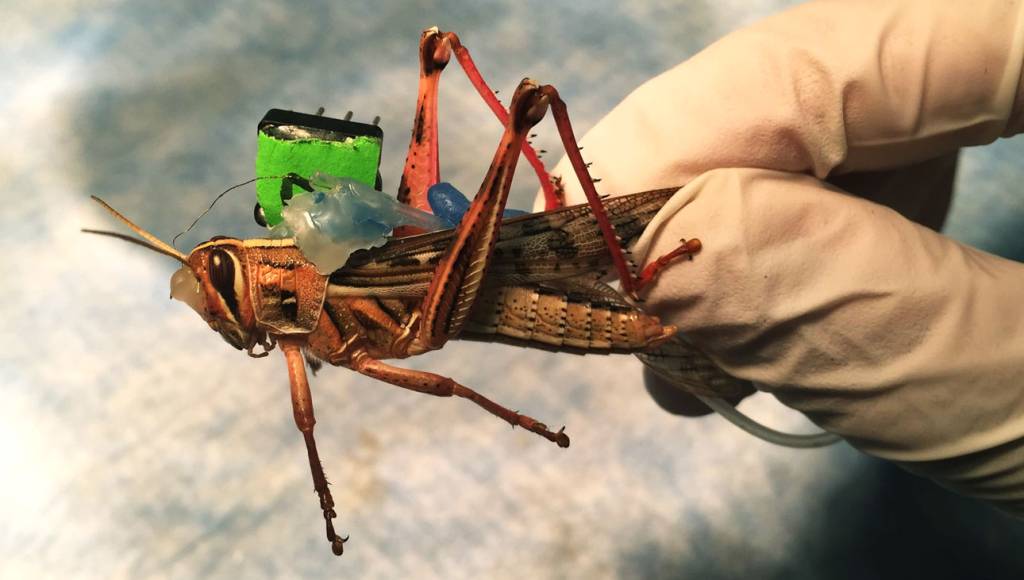 Insetos podem ser os novos cães farejadores