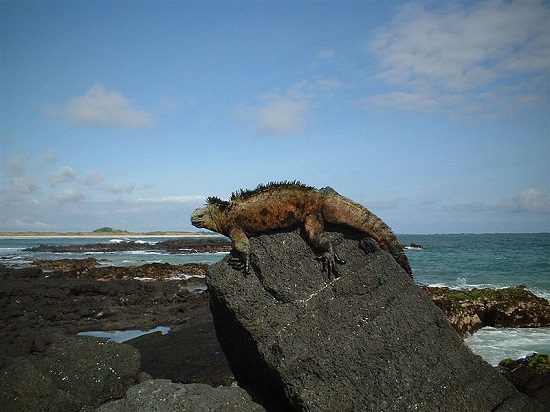 Primeiro Parque Nacional do Equador, Galápagos é um arquipélago famoso graças ao britânico Charles Darwin e a Teoria da Evolução.