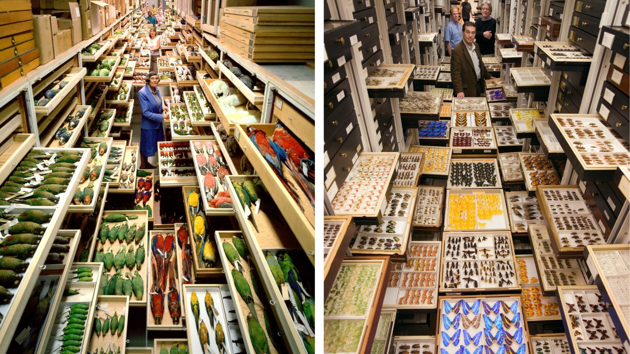 Chip Clark | Smithsonian Institute