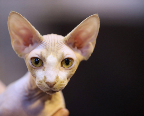 A orelha dos gatos é composta por 32 músculos. Eles têm a audição muito mais apurada que a dos cães e muuuito mais sensível que a dos humanos. A orelha dos gatos é composta por 32 músculos. Eles têm a audição muito mais apurada que a dos cães e muuuito mais sensível que a dos humanos.