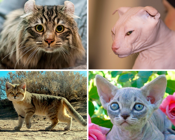 Os bichanos conquistaram a Internet com sua fofura e hábitos engraçados. Essa lista reúne algumas raças inusitadas, que a gente não vê por aí todo dia. Surpreenda-se com a variedade de gatos que existem mundo afora. Os bichanos conquistaram a Internet com sua fofura e hábitos engraçados. Essa lista reúne algumas raças inusitadas, que a gente não vê por aí todo dia. Surpreenda-se com a variedade de gatos que existem mundo afora.