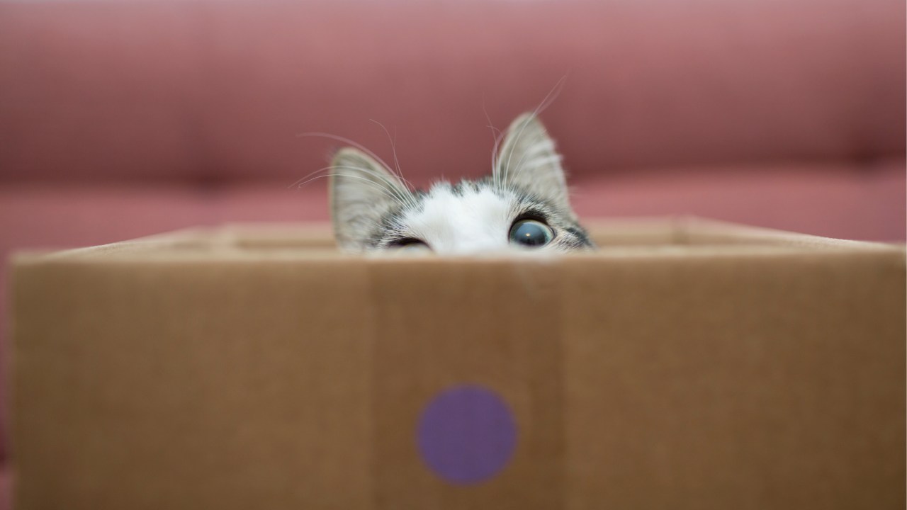 Kmsh | iStock