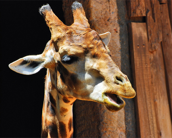 A girafa não tem cordas vocais, portanto você nunca vai conseguir imitar o som que elas fazem. Elas se comunicam vibrando o ar em volta de seus pescoços. A girafa não tem cordas vocais, portanto você nunca vai conseguir imitar o som que elas fazem. Elas se comunicam vibrando o ar em volta de seus pescoços.