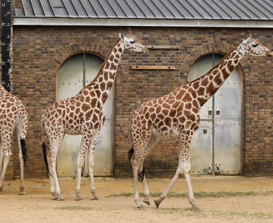 GIRAFA - É o animal mais alto do mundo. Pode alcançar 5,5 metros de altura. GIRAFA - É o animal mais alto do mundo. Pode alcançar 5,5 metros de altura.