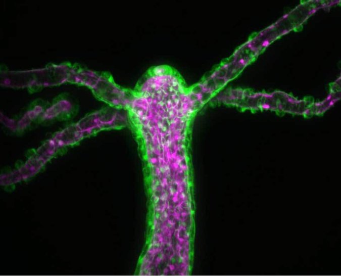 Carter and Hyland et al./Biophysical Journal 2016