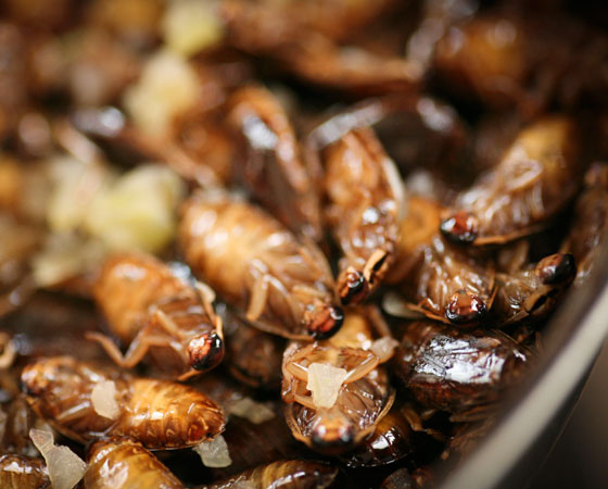 Insetos são mais nutritivos do que outras carnes. Enquanto a carne de boi é composta por apenas 28% de proteína, as baratas mostradas nesta imagem chegam a ter 44%. Insetos também são ricos em vitaminas, principalmente a B, e minerais, como ferro e cálcio, enumera Marcel Dicke, professor de entomologia da Universidade de Wageningen, na Holanda. Insetos são mais nutritivos do que outras carnes. Enquanto a carne de boi é composta por apenas 28% de proteína, as baratas mostradas nesta imagem chegam a ter 44%. Insetos também são ricos em vitaminas, principalmente a B, e minerais, como ferro e cálcio, enumera Marcel Dicke, professor de entomologia da Universidade de Wageningen, na Holanda.