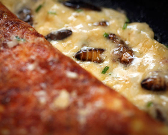 As baratas deste omelete ficam bem visíveis, mas não precisa ser sempre assim. Elas podem ser trituradas e transformadas em pó antes de serem misturadas à comida. Isso faz com que todos os nutrientes do inseto fiquem escondidos no alimento. A ONU defende que farinhas deste tipo sejam usadas para reforçar os alimentos distribuídos a povos que sofrem com a falta de comida. As baratas deste omelete ficam bem visíveis, mas não precisa ser sempre assim. Elas podem ser trituradas e transformadas em pó antes de serem misturadas à comida. Isso faz com que todos os nutrientes do inseto fiquem escondidos no alimento. A ONU defende que farinhas deste tipo sejam usadas para reforçar os alimentos distribuídos a povos que sofrem com a falta de comida.