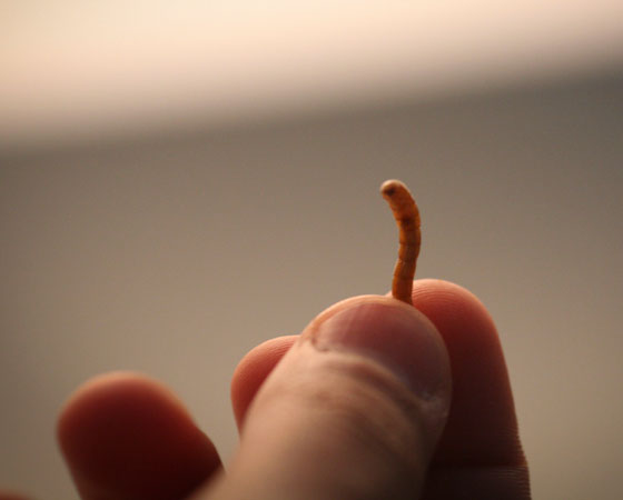 Os bichinhos ocupam menos espaço do que os outros animais que estamos acostumados a ver em pastos. E, no final do processo, são mais bem aproveitados. Afinal, muitas partes do boi não são consumidas - pense em pés, dentes, ossos e pele. Enquanto isso você pode mandar uma larva numa mordida, de uma vez só. Os bichinhos ocupam menos espaço do que os outros animais que estamos acostumados a ver em pastos. E, no final do processo, são mais bem aproveitados. Afinal, muitas partes do boi não são consumidas - pense em pés, dentes, ossos e pele. Enquanto isso você pode mandar uma larva numa mordida, de uma vez só.