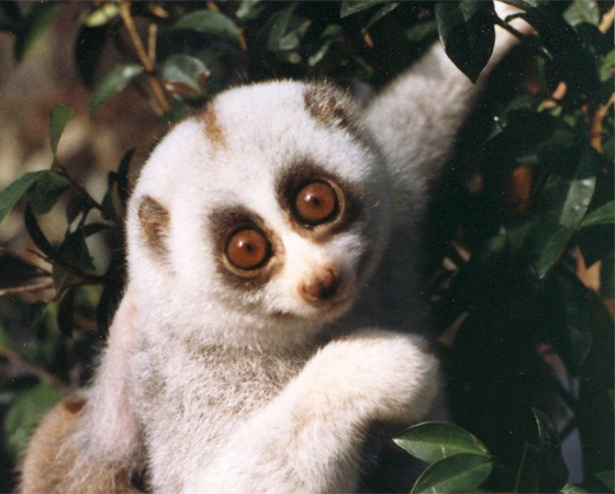 Esse lêmure possui uma substância venenosa capaz de matar uma pessoa. Os bichos desse gênero (<i>Nycticebus</i>) conseguem comer qualquer animal, por mais peçonhento que seja. A ciência ainda não conseguiu descobrir para que ele usa seu veneno, mas desconfia que ele seja derivado das porcarias dos bichos venenosos que ele come por aí. Esse lêmure possui uma substância venenosa capaz de matar uma pessoa. Os bichos desse gênero (<i>Nycticebus</i>) conseguem comer qualquer animal, por mais peçonhento que seja. A ciência ainda não conseguiu descobrir para que ele usa seu veneno, mas desconfia que ele seja derivado das porcarias dos bichos venenosos que ele come por aí.