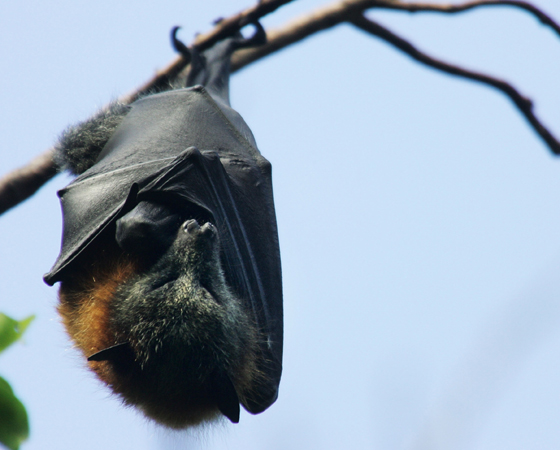 Dizem que os morcegos sempre viram para a esquerda quando vão sair de uma caverna. Isso é um mito. Mas há uma outra verdade curiosa sobre esses mamíferos: os ossos das patas traseiras dos morcegos são tão finos que nenhuma espécie é capaz de caminhar. Ainda bem que eles têm asas, né? Dizem que os morcegos sempre viram para a esquerda quando vão sair de uma caverna. Isso é um mito. Mas há uma outra verdade curiosa sobre esses mamíferos: os ossos das patas traseiras dos morcegos são tão finos que nenhuma espécie é capaz de caminhar. Ainda bem que eles têm asas, né?