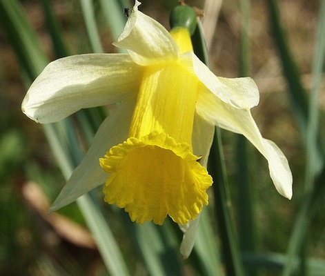 NARCISOS <BR> NARCISOS <BR>