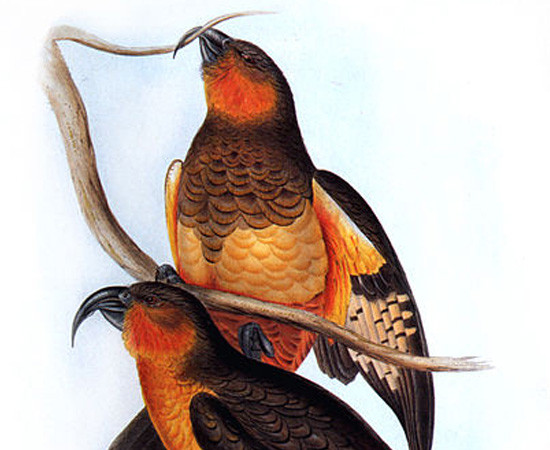 Norfolk Kaka (Nestor productus) - extinto por volta de 1800. Norfolk Kaka (Nestor productus) - extinto por volta de 1800.