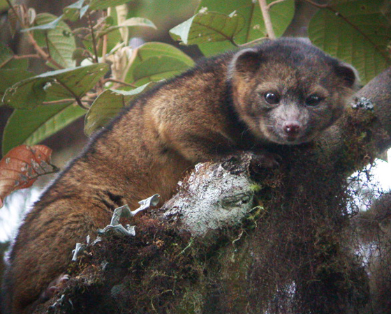 Olinguito (<i>Bassaricyon neblina</i>) - Pesquisadores do Instituto Smithsonian, dos EUA, registraram em agosto de 2013 um novo animal carnívoro no mundo ocidental. A descoberta aconteceu 35 anos após o último registro. O olinguito habita matas na América Latina, é parecido com guanixins e se alimenta de pequenos insetos e frutas.