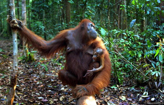 A flora e a fauna da região do arquipélago Indo-malaio - que inclui as ilhas de Bornéu e Sumatra - estão em grave perigo devido à expansão da indústria florestal e do tráfico internacional de animais. Entre as atividades comerciais mais predatórias da região estão a extração de borracha, óleo de dendê e celulose, além do corte ilegal de madeira.