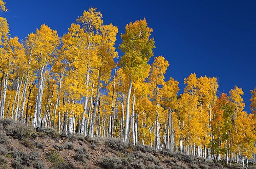 Essa árvore é comum nas partes mais frias dos Estados Unidos. Mais do que a beleza das folhas, o que espanta mesmo está debaixo da terra. É que no estado norte-americano de Utah, incontáveis dessas árvores dividem as mesmas raízes, sendo portanto o mesmo organismo. E o mais pesado do planeta, com cerca de 6 mil toneladas.