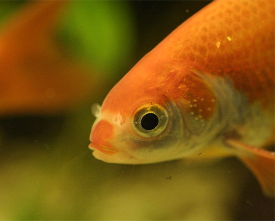 Os peixinhos-dourados ficam pálidos se mantidos em um ambiente com má iluminação. Como os humanos, eles também precisam de luz solar para manter o bronze. Ou melhor, o ouro. No caso deles, isso acontece por causa dos cromatóforos, células que armazenam pigmentos. Os peixinhos-dourados ficam pálidos se mantidos em um ambiente com má iluminação. Como os humanos, eles também precisam de luz solar para manter o bronze. Ou melhor, o ouro. No caso deles, isso acontece por causa dos cromatóforos, células que armazenam pigmentos.