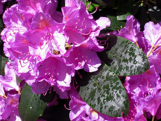 RODODENDRO <BR>