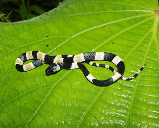 <i>Sibon noalamina</i> - Outra espécie descoberta no ano passado, esta serpente habita uma área muito usada para mineração no Panamá. Como a atividade está destruindo seu habitat natural, o nome Sibon noalamina foi escolhido como forma de protesto. É que, em espanhol, no a la mina quer dizer algo como não às minas. <i>Sibon noalamina</i> - Outra espécie descoberta no ano passado, esta serpente habita uma área muito usada para mineração no Panamá. Como a atividade está destruindo seu habitat natural, o nome Sibon noalamina foi escolhido como forma de protesto. É que, em espanhol, no a la mina quer dizer algo como não às minas.