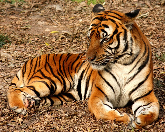 Não é só o pelo dos tigres que é listrado. A pele dos bichos obedece ao mesmo padrão. Esse padrão funciona como uma impressão digital dos tigres, já que as listras de um nunca são iguais às dos outros. Não é só o pelo dos tigres que é listrado. A pele dos bichos obedece ao mesmo padrão. Esse padrão funciona como uma impressão digital dos tigres, já que as listras de um nunca são iguais às dos outros.