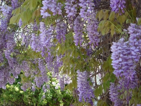 WISTERIA <BR>