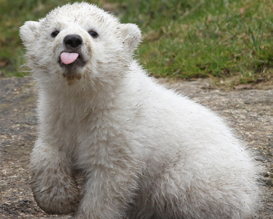 No mundo humano, os canhotos correspondem a somente 5% de toda a população mundial. Mas no mundo dos ursos polares, a coisa muda: simplesmente todos os bichos dessa espécie são canhotos. No mundo humano, os canhotos correspondem a somente 5% de toda a população mundial. Mas no mundo dos ursos polares, a coisa muda: simplesmente todos os bichos dessa espécie são canhotos.