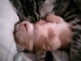 Gatinho abraçado pela mamãe Gatinho abraçado pela mamãe